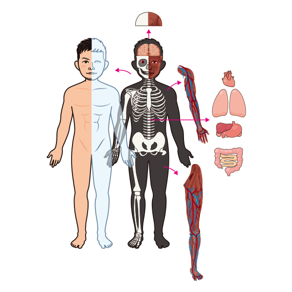 人体模型 〜PORNOGRAFFITTI Model〜 | ポルノグラフィティ | A!SMART